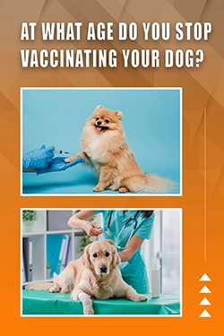 At What Age Do You Stop Vaccinating Your Dog
