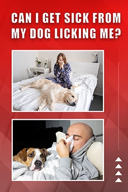 Can I Get Sick From My Dog Licking Me