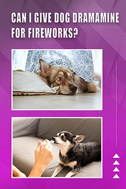 Can I Give Dog Dramamine For Fireworks