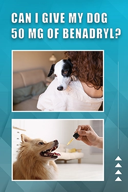Can I Give My Dog 50 Mg Of Benadryl