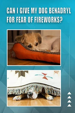 Can I Give My Dog Benadryl For Fear Of Fireworks