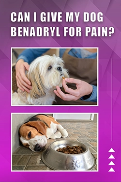 Can I Give My Dog Benadryl For Pain