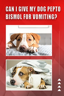 Can I Give My Dog Pepto-Bismol For Vomiting