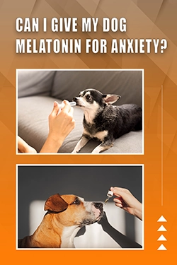 Can I Give My Dog Melatonin For Anxiety
