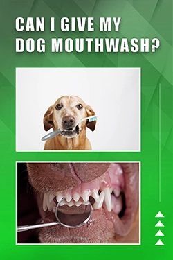 Can I Give My Dog Mouthwash