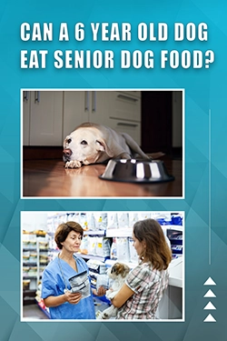 Can A 6 Year Old Dog Eat Senior Dog Food
