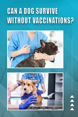 Can A Dog Survive Without Vaccinations