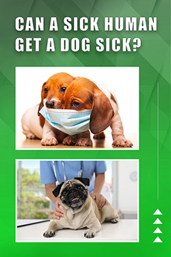 Can A Sick Human Get A Dog Sick