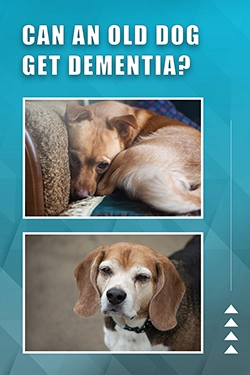 What Is Doggy Dementia