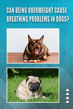 Can Being Overweight Cause Breathing Problems In Dogs
