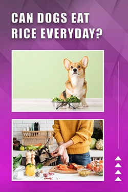 Can Dogs Eat Rice Everyday