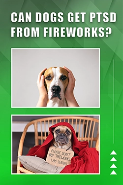 Can Dogs Get PTSD From Fireworks