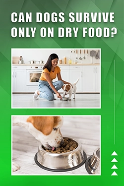 Can Dogs Survive Only On Dry Food