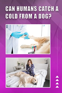 Can Humans Catch A Cold From A Dog