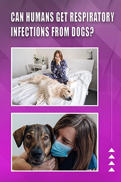 Can Humans Get Respiratory Infections From Dogs