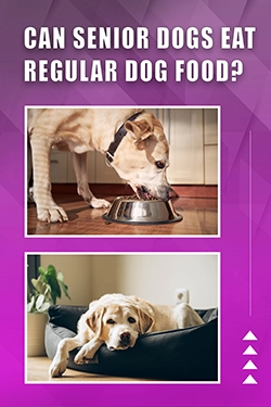 Can Senior Dogs Eat Regular Dog Food