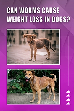 Can Worms Cause Weight Loss In Dogs