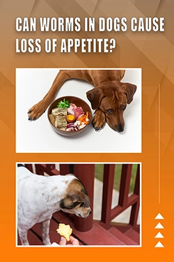 Can Worms In Dogs Cause Loss Of Appetite
