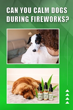 Can You Calm Dogs During Fireworks