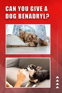 Can You Give A Dog Benadryl