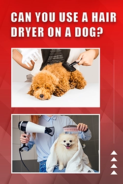Can You Use A Hair Dryer On A Dog