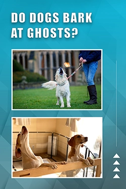 Do Dogs Bark At Ghosts