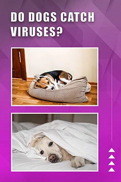 Do Dogs Catch Viruses