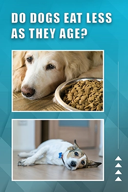 Do Dogs Eat Less As They Age