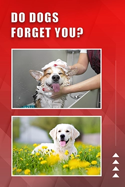 Do Dogs Forget You