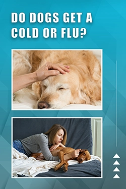 Do Dogs Get A Cold Or Flu