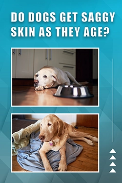 Do Dogs Get Saggy Skin As They Age