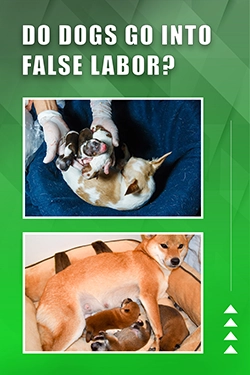 Do Dogs Go Into False Labor