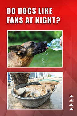 Do Dogs Like Fans At Night