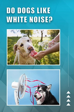 Do Dogs Like White Noise
