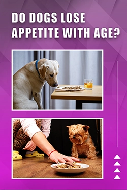 Do Dogs Lose Appetite With Age