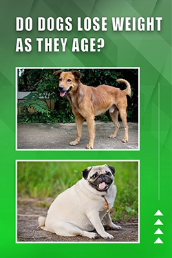 Do Dogs Lose Weight As They Age