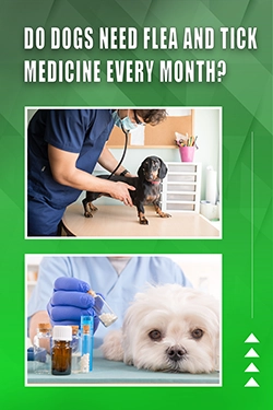 Do Dogs Need Flea And Tick Medicine Every Month