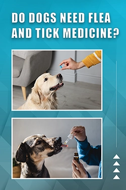 Do Dogs Need Flea And Tick Medicine