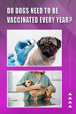Do Dogs Need To Be Vaccinated Every Year