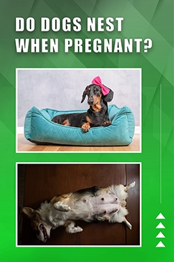 Do Dogs Nest When Pregnant