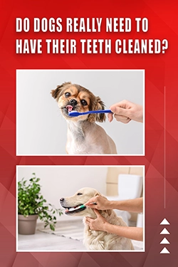 Do Dogs Really Need To Have Their Teeth Cleaned