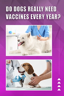 Do Dogs Really Need Vaccines Every Year