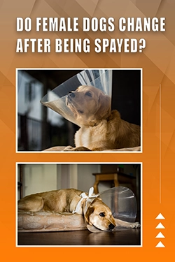 Do Female Dogs Change After Being Spayed