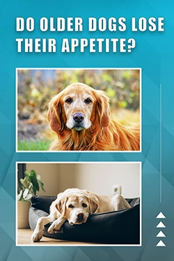 Do Older Dogs Lose Their Appetite