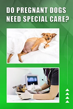 Do Pregnant Dogs Need Special Care