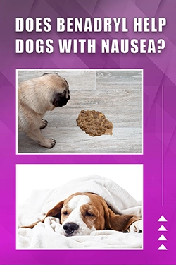 Does Benadryl Help Dogs With Nausea?