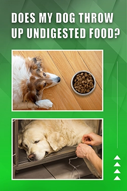Does My Dog Throw Up Undigested Food