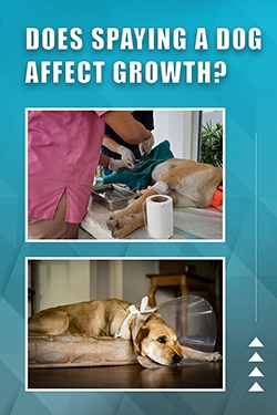 Does Spaying A Dog Affect Growth