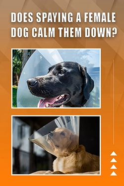 Does Spaying A Female Dog Calm Them Down
