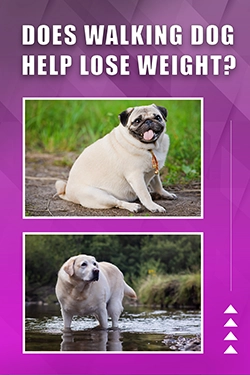 Does Walking Dog Help Lose Weight
